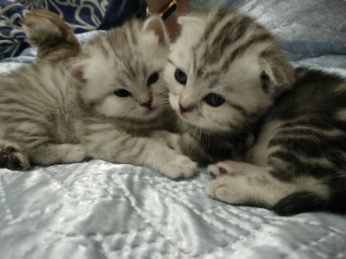 ������-����������