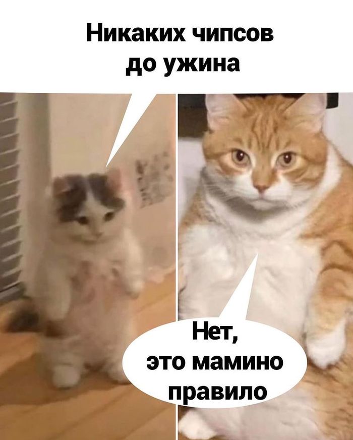 что готовить когда мамы нет дома книга. Смотреть фото что готовить когда мамы нет дома книга. Смотреть картинку что готовить когда мамы нет дома книга. Картинка про что готовить когда мамы нет дома книга. Фото что готовить когда мамы нет дома книга