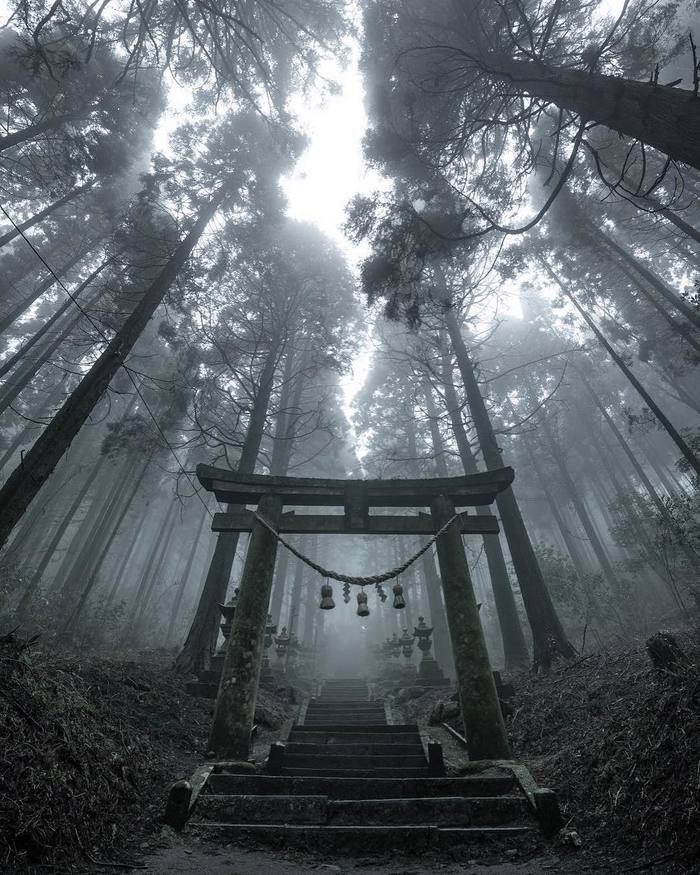 Тории и храм в туманном лесу Фотография, Япония, Пагода, Синтоизм, Лес, Длиннопост, Тории