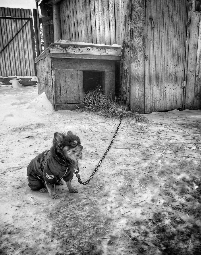 Осторожно, злая собака Собака, Чихуахуа, Фотография, Собаки и люди