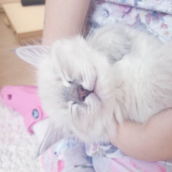 ������ ������