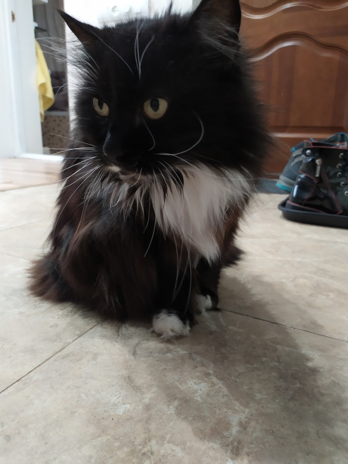 Кот разоблачил измену