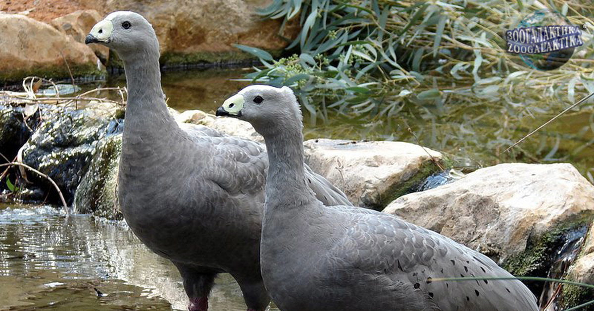 Кура гуси. Куриный Гусь Cereopsis novaehollandiae. Австралийский Гусь. Cape barren Goose. Куриный Гусь Австралия.