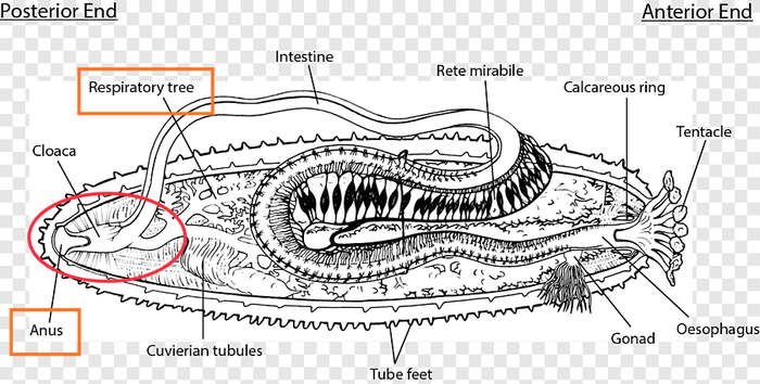 Ответ на пост «Home Sweet Home»