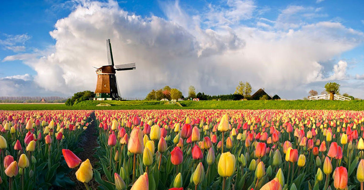 Красотой красок тюльпанов цветущих в степи. Тюльпановые поля в Голландии. Калмыкия тюльпановые поля. Тюльпаны в природе.