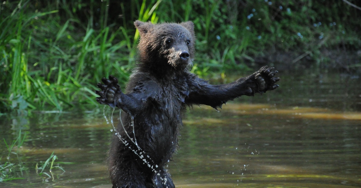 Медведь купается. Медвежонок купается. Мокрый медведь. Бурый медведь купается.