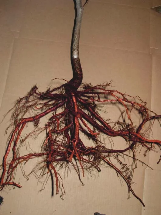 В известном питомнике приняли за «лоха». Называл редчайшие сорта яблонь, и оказалось, что все они «есть» в общей куче! Рынок, Садоводство, Садовод, Дача, Сельское хозяйство, Сад, Саженцы, Деревня, Длиннопост В известном питомнике приняли за «лоха». Называл редчайшие сорта яблонь, и оказалось, что все они «есть» в общей куче! Рынок, Садоводство, Садовод, Дача, Сельское хозяйство, Сад, Саженцы, Деревня, Длиннопост