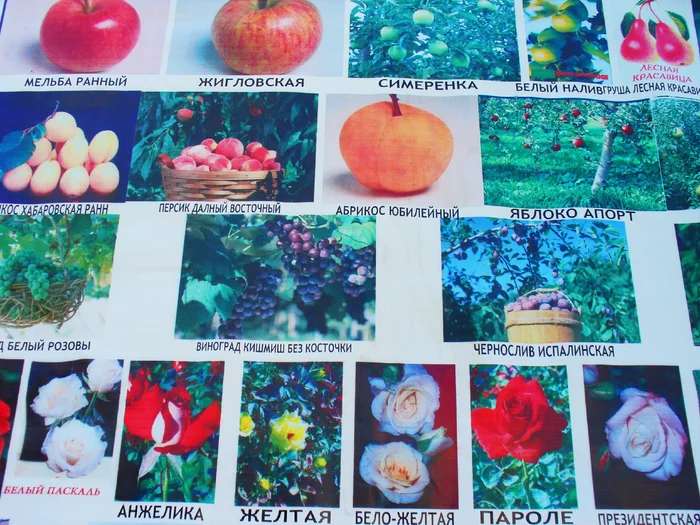 В известном питомнике приняли за «лоха». Называл редчайшие сорта яблонь, и оказалось, что все они «есть» в общей куче! Рынок, Садоводство, Садовод, Дача, Сельское хозяйство, Сад, Саженцы, Деревня, Длиннопост В известном питомнике приняли за «лоха». Называл редчайшие сорта яблонь, и оказалось, что все они «есть» в общей куче! Рынок, Садоводство, Садовод, Дача, Сельское хозяйство, Сад, Саженцы, Деревня, Длиннопост