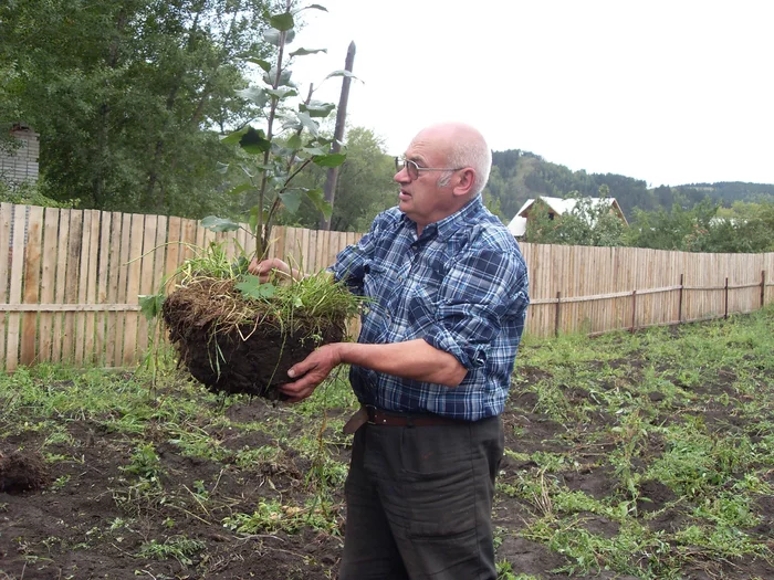 В известном питомнике приняли за «лоха». Называл редчайшие сорта яблонь, и оказалось, что все они «есть» в общей куче! Рынок, Садоводство, Садовод, Дача, Сельское хозяйство, Сад, Саженцы, Деревня, Длиннопост В известном питомнике приняли за «лоха». Называл редчайшие сорта яблонь, и оказалось, что все они «есть» в общей куче! Рынок, Садоводство, Садовод, Дача, Сельское хозяйство, Сад, Саженцы, Деревня, Длиннопост