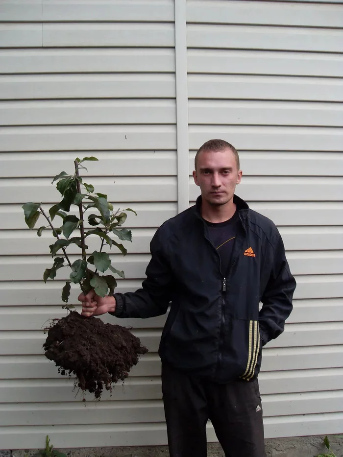 В известном питомнике приняли за «лоха». Называл редчайшие сорта яблонь, и оказалось, что все они «есть» в общей куче! Рынок, Садоводство, Садовод, Дача, Сельское хозяйство, Сад, Саженцы, Деревня, Длиннопост В известном питомнике приняли за «лоха». Называл редчайшие сорта яблонь, и оказалось, что все они «есть» в общей куче! Рынок, Садоводство, Садовод, Дача, Сельское хозяйство, Сад, Саженцы, Деревня, Длиннопост