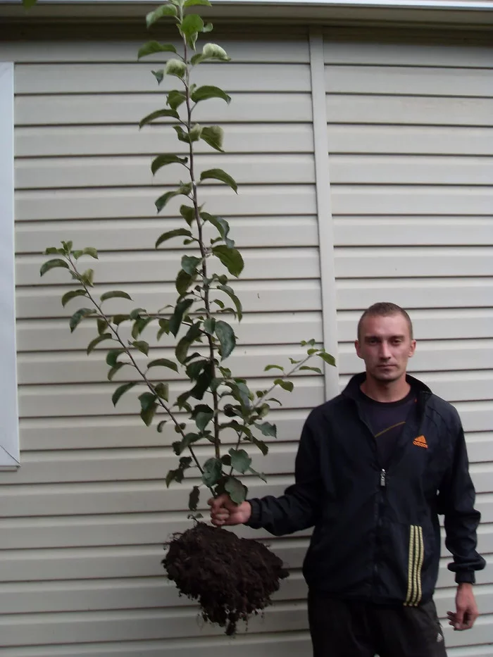 В известном питомнике приняли за «лоха». Называл редчайшие сорта яблонь, и оказалось, что все они «есть» в общей куче! Рынок, Садоводство, Садовод, Дача, Сельское хозяйство, Сад, Саженцы, Деревня, Длиннопост В известном питомнике приняли за «лоха». Называл редчайшие сорта яблонь, и оказалось, что все они «есть» в общей куче! Рынок, Садоводство, Садовод, Дача, Сельское хозяйство, Сад, Саженцы, Деревня, Длиннопост