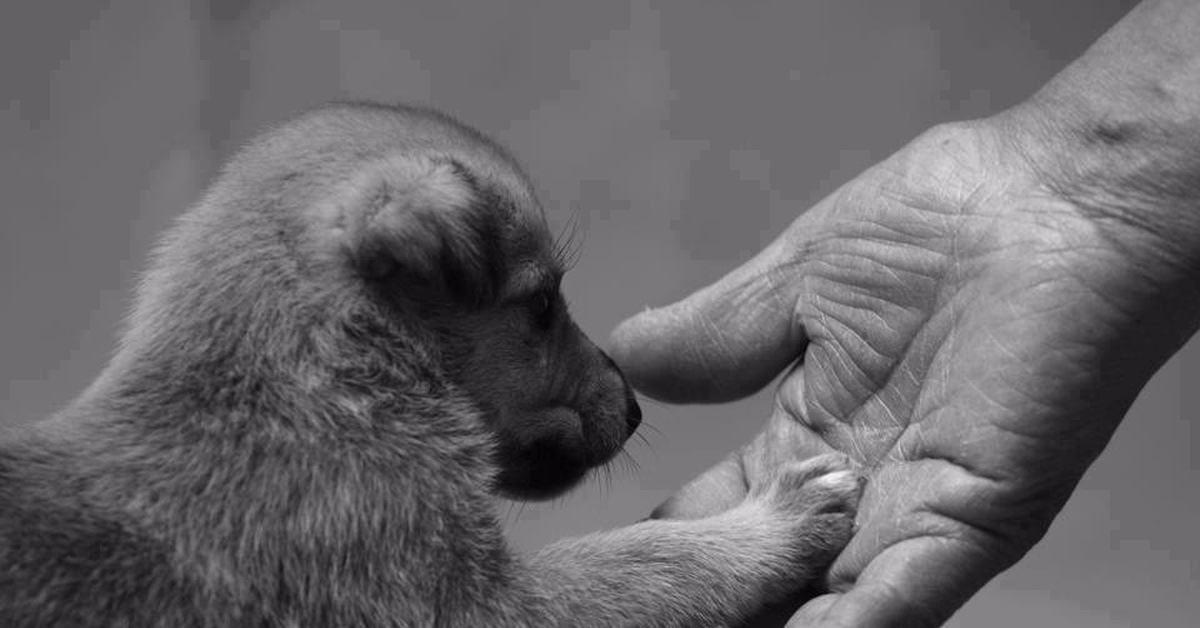 Лапка друга. Трогательные животные. Милосердие к животным. Эмпатия к животным. Доброта животных.
