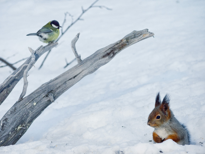 «Лесная почта Лапландского заповедника» начинает работу уже этой весной
