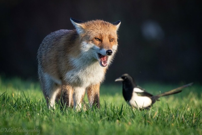 ����� ������� �������� ? ^.^