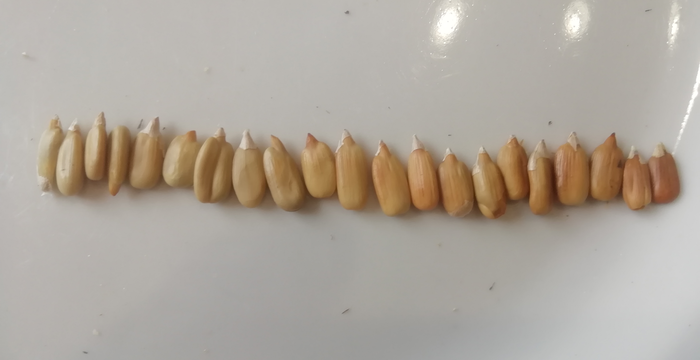 ������� ������� �������