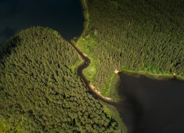 Российские леса фото