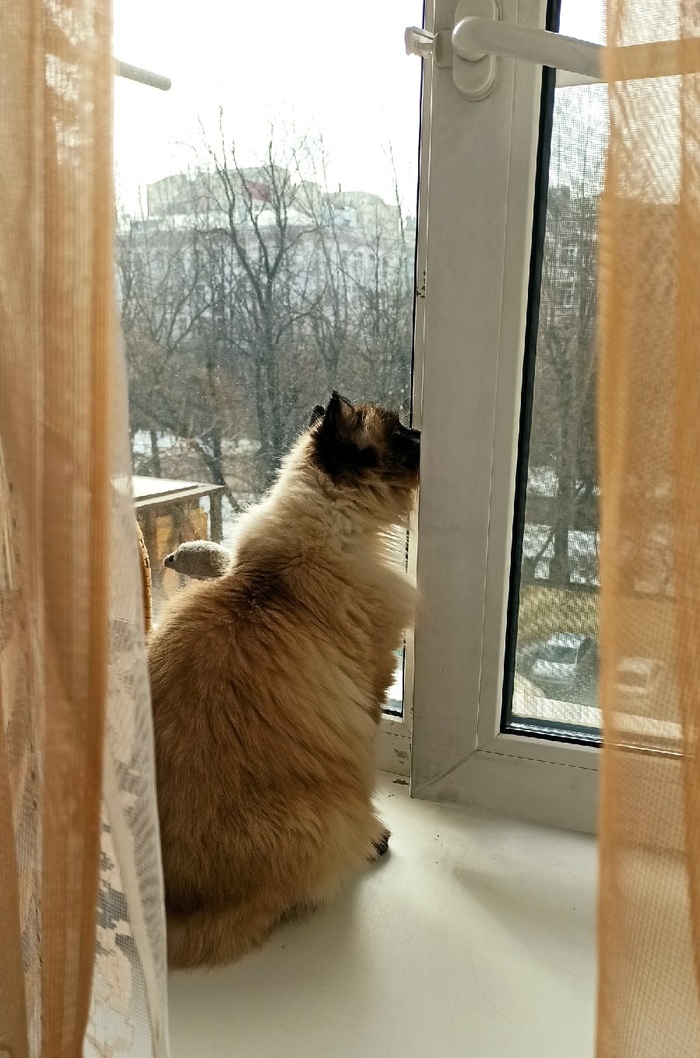 метка кота что это. Смотреть фото метка кота что это. Смотреть картинку метка кота что это. Картинка про метка кота что это. Фото метка кота что это