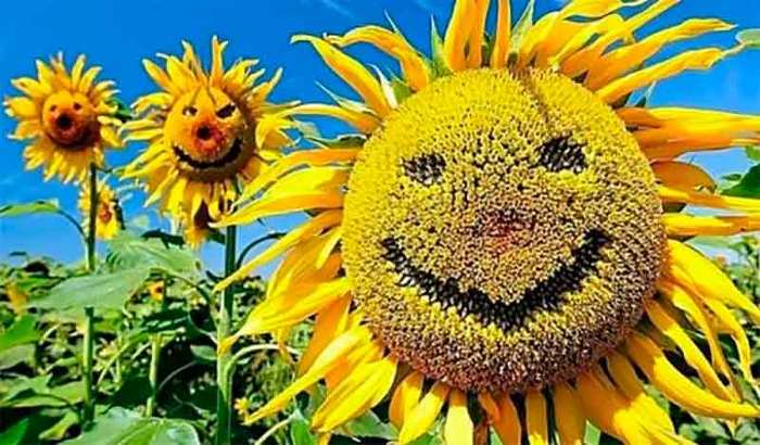 Цены на растительное масло заморозят на год