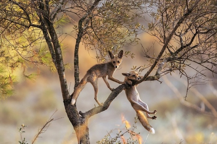 Игривые лисицы ^.^