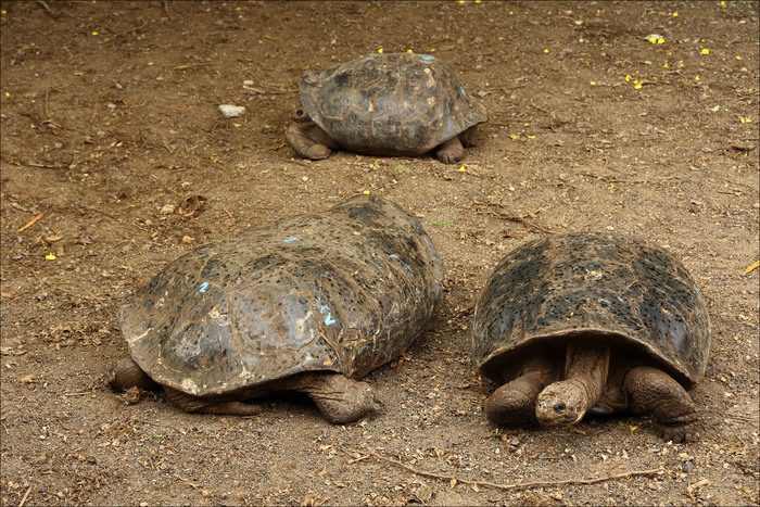 ��� ������������ ��������