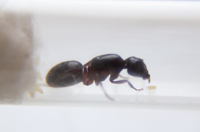  .    ( Camponotus herculeanus ) , , , 
