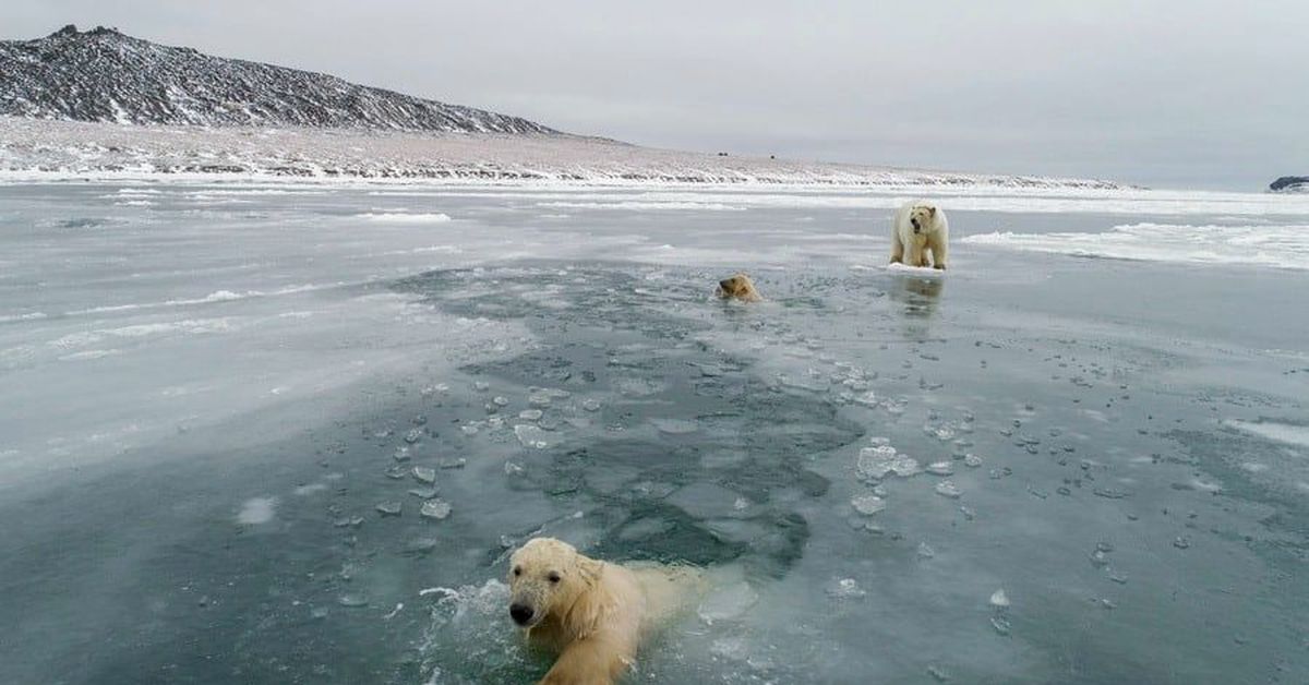 3 полярный мир. Миграция белых медведей. Белые медведи в Эгвекиноте. Рыркайпий снимок медведя. Белые медведи на Аляске сейчас.