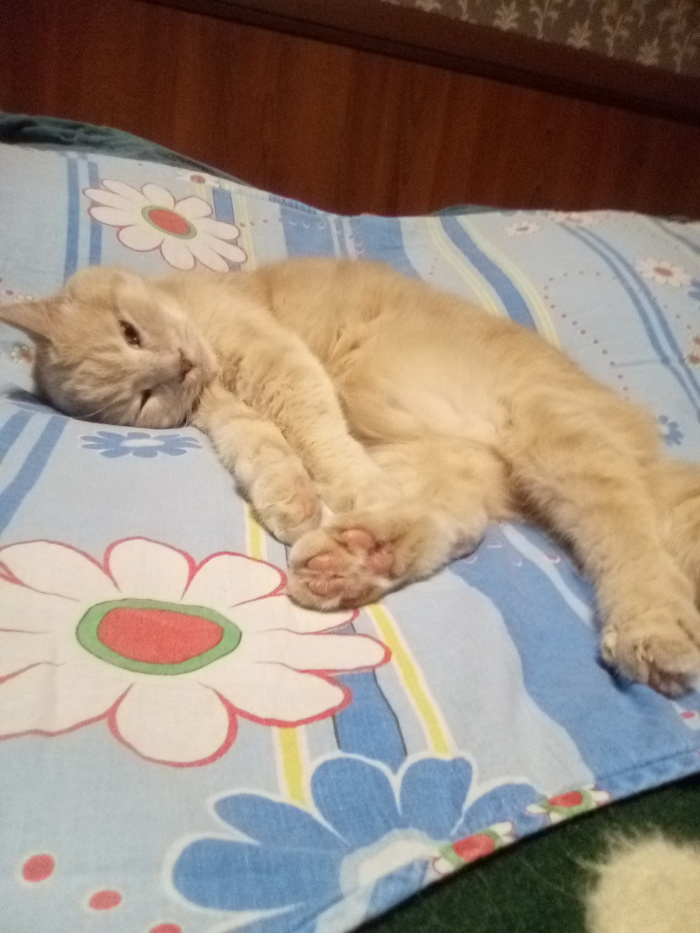 ������ , ����������