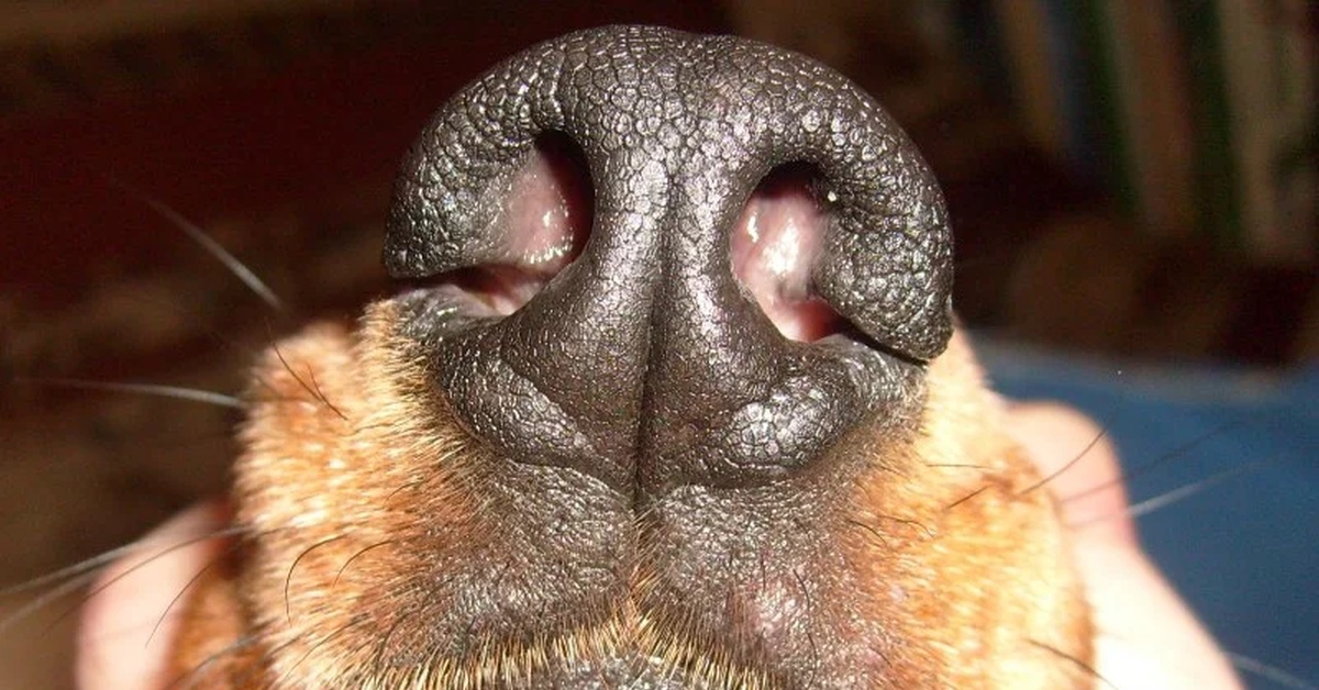 Почему собака хрипит. Новообразование на носу у собаки. Нос собаки.