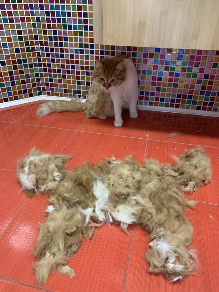 Был один кот - стало два