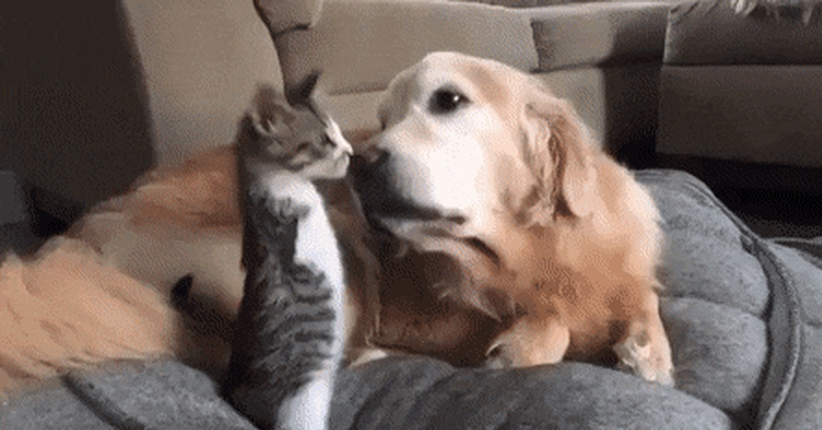 Кошка и собака рядом на кресле. Кошка и собака друзья. My friend has cat and dog. Кошка и щенок. Кот и собака на прозрачном фоне.