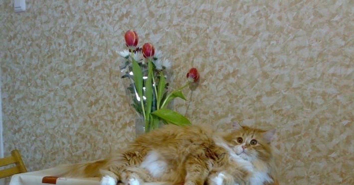 Котологика | Пикабу