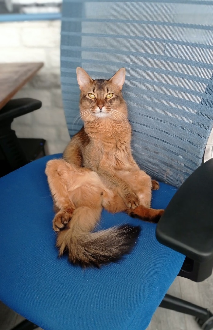 Наглая рыжая морда