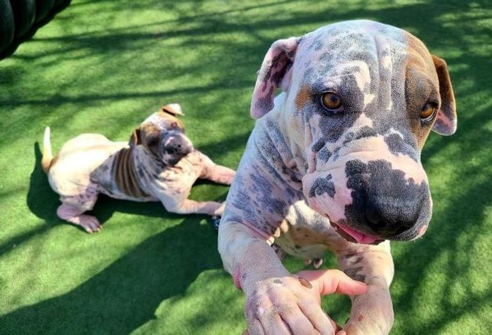 Дай, Джим, на счастье лапу мне. Такую лапу не видал я сроду...