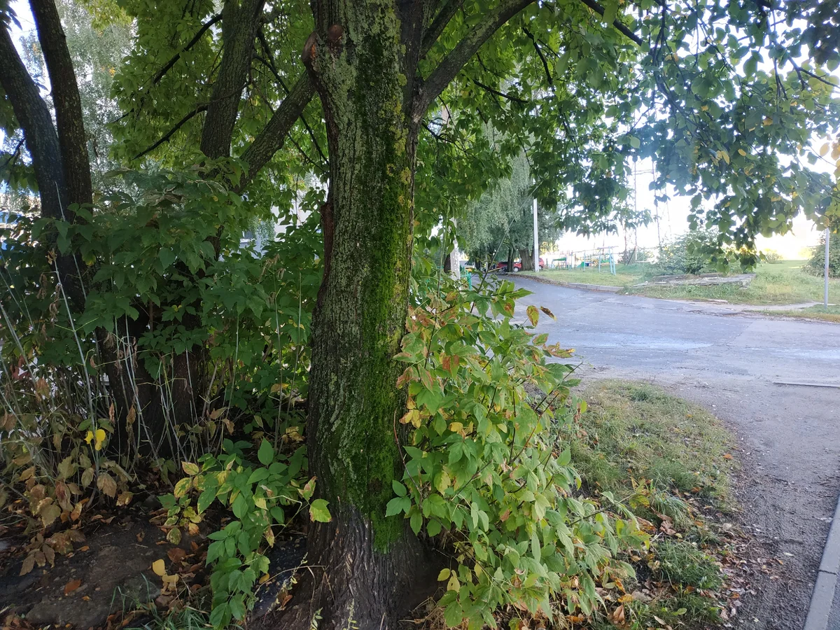 Дерево-убийца – самое опасное растение наших городов | Пикабу