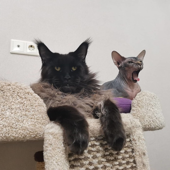      , -,  , 