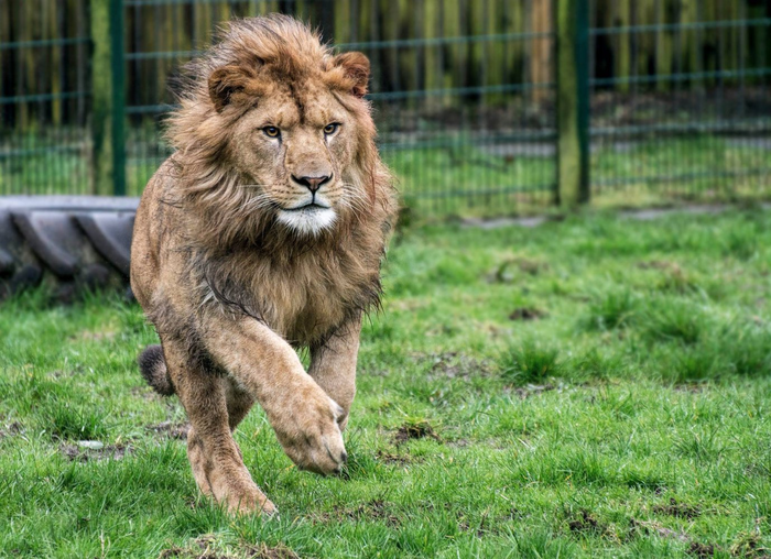Невозможное возможно Лев, Львята, Сироты, Отец, Большие кошки, Животные, Зоопарк, Блэкпул, Англия, The National Geographic, Удивительное, Видео, Длиннопост, Трогательно, Милота Невозможное возможно Лев, Львята, Сироты, Отец, Большие кошки, Животные, Зоопарк, Блэкпул, Англия, The National Geographic, Удивительное, Видео, Длиннопост, Трогательно, Милота