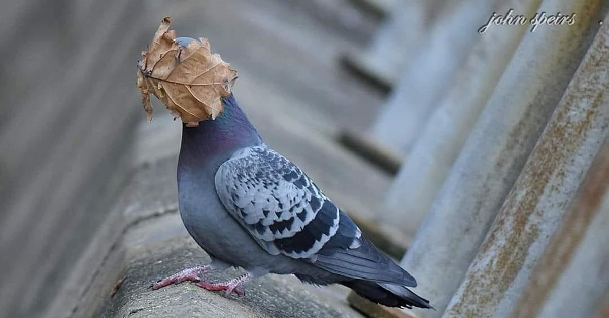 Курящий голубь