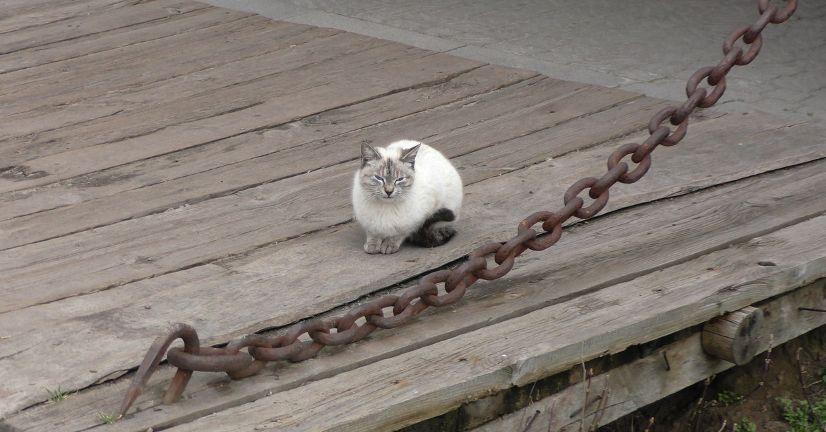 Кот на цепи. Котик на цепи. Кот на цепи в Михайловском. Кот на цепи фото.