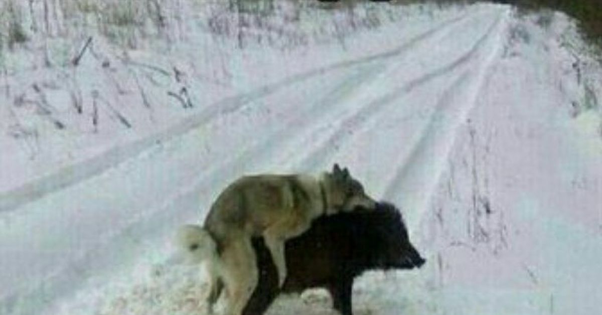 Идут дальше из кустов кабан выходит. Кабанчик вышел почесаться. Кабанчик в кустах. Брянск поселок свень. Кабан в кустарнике.