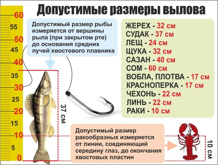 что такое нерестовый запрет. Смотреть фото что такое нерестовый запрет. Смотреть картинку что такое нерестовый запрет. Картинка про что такое нерестовый запрет. Фото что такое нерестовый запрет
