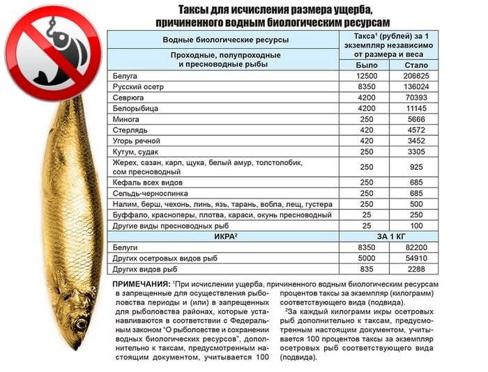 что такое нерестовый запрет. Смотреть фото что такое нерестовый запрет. Смотреть картинку что такое нерестовый запрет. Картинка про что такое нерестовый запрет. Фото что такое нерестовый запрет