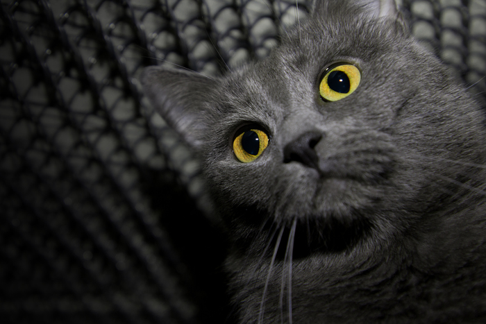 ������ �� ��� �������