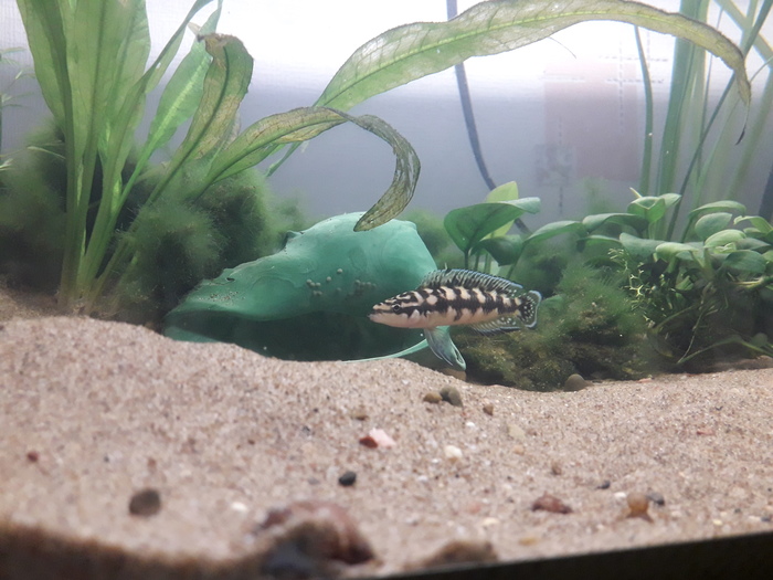 Julidochromis marlieri - - ,  , 