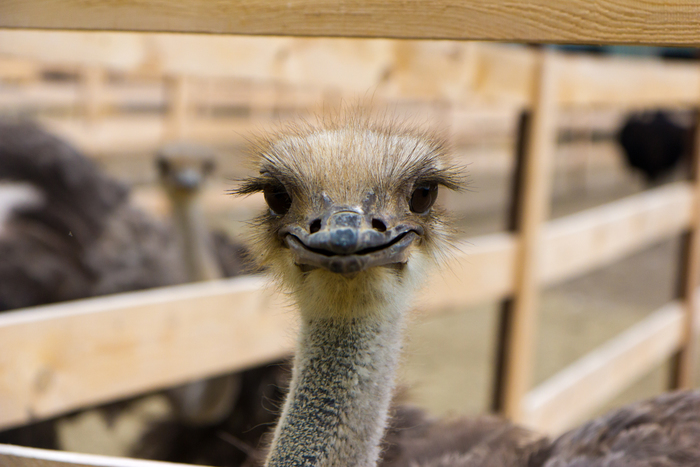 Страус с улыбкой