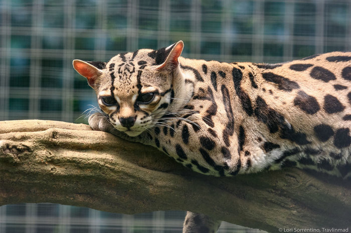 Котик задумался