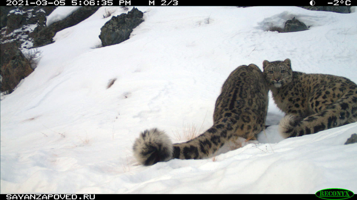Котята снежного барса перезимовали успешно! Снежный барс, Котята, Большие кошки, Семейство кошачьих, Саяно-шушенский заповедник, Редкий вид, Хищник, Дикая природа, Видео, Длиннопост