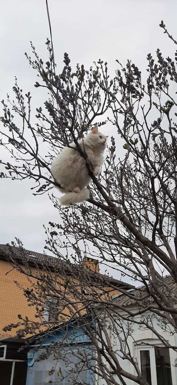 Весна. Кот прилетел