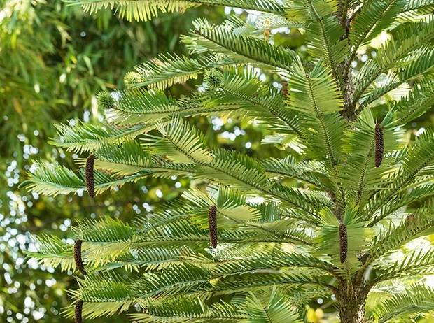 Дерево, случайно обнаруженное в 1994 году и поставившее ученых тупик Дерево, Кустарник, Реликт, Растения, Яндекс Дзен, Длиннопост Дерево, случайно обнаруженное в 1994 году и поставившее ученых тупик Дерево, Кустарник, Реликт, Растения, Яндекс Дзен, Длиннопост