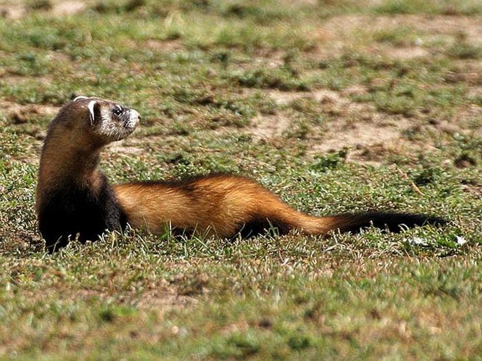 �������� - ������ - ��������