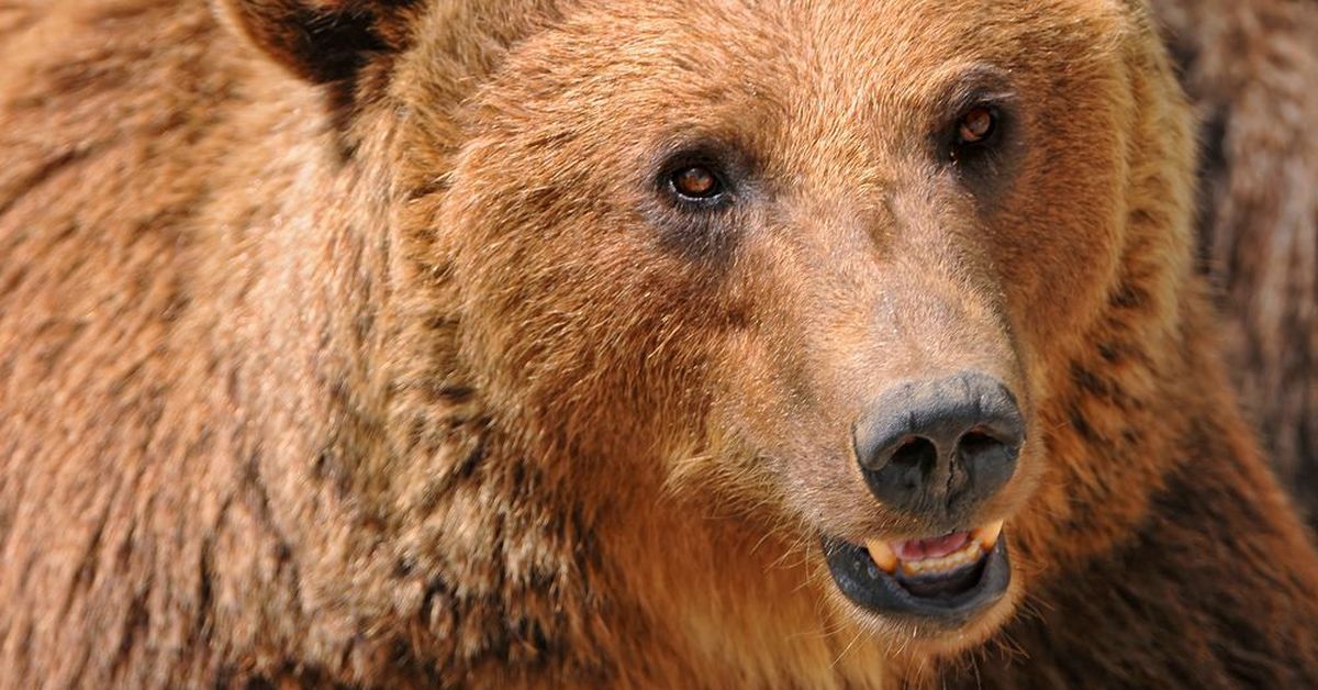 Бурый мишка. Апеннинский бурый медведь. Бурый медведь анфас. Уши медведя. Глаза медведя.